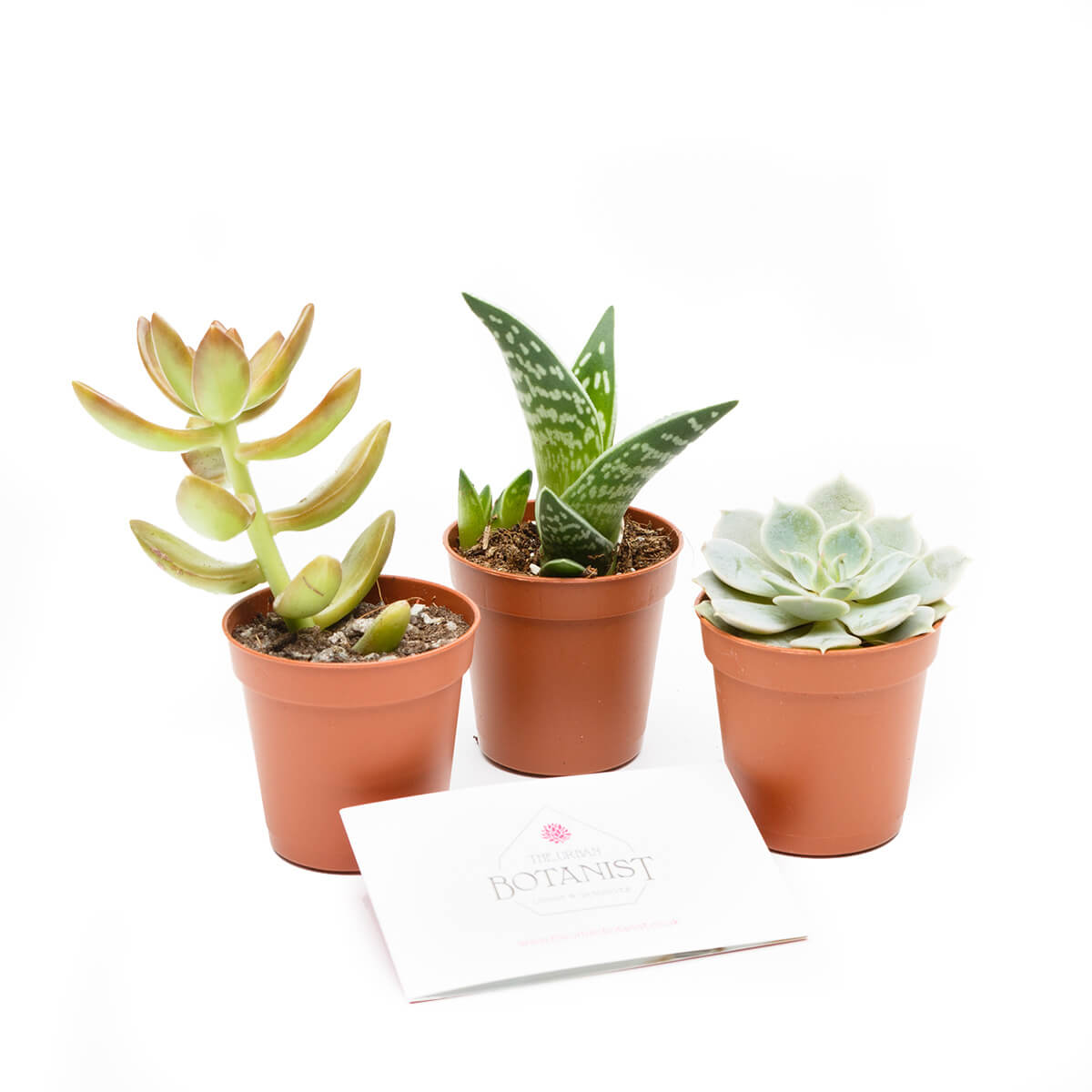 succulent plants uk Mini Succulent Collection - 3 Plants
