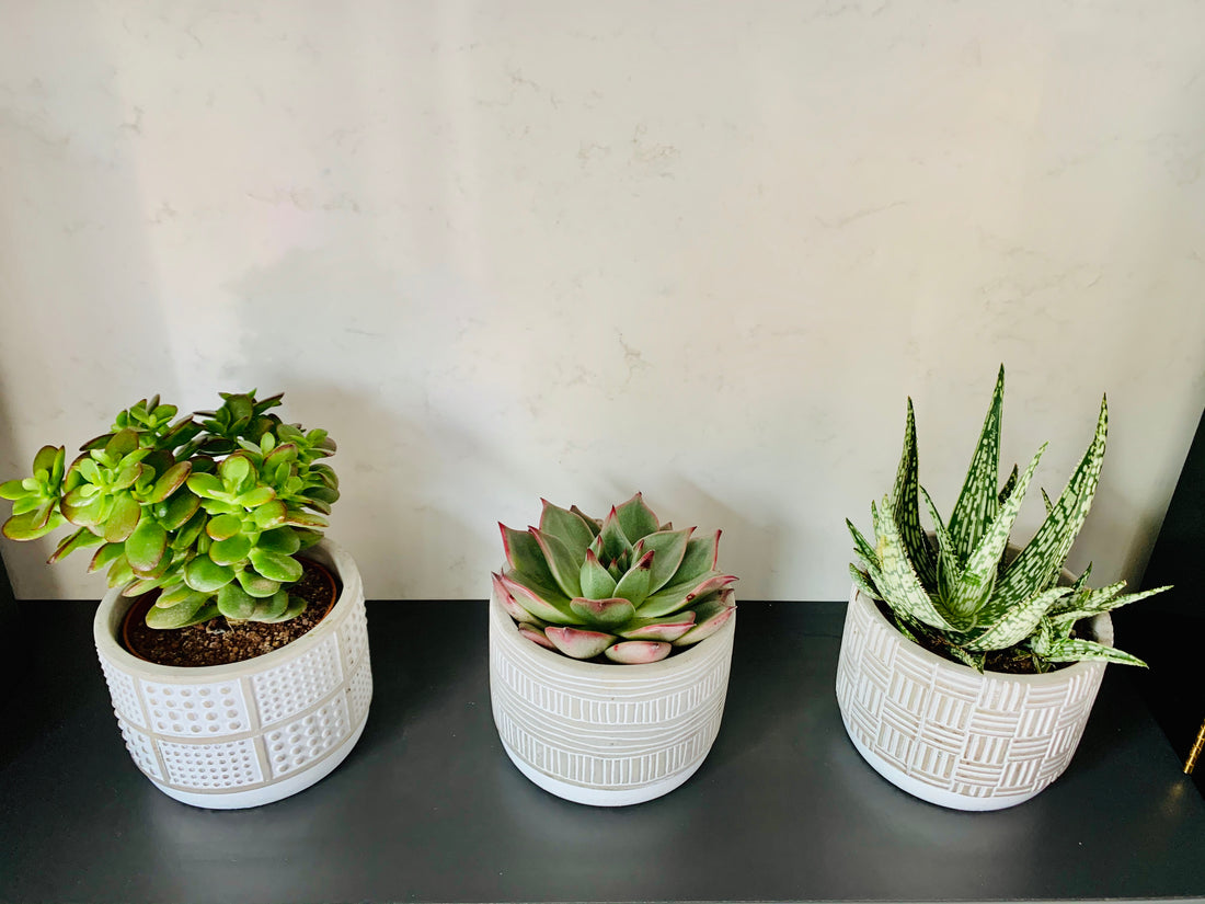 Succulent & Bonsai Quarterly Subscription