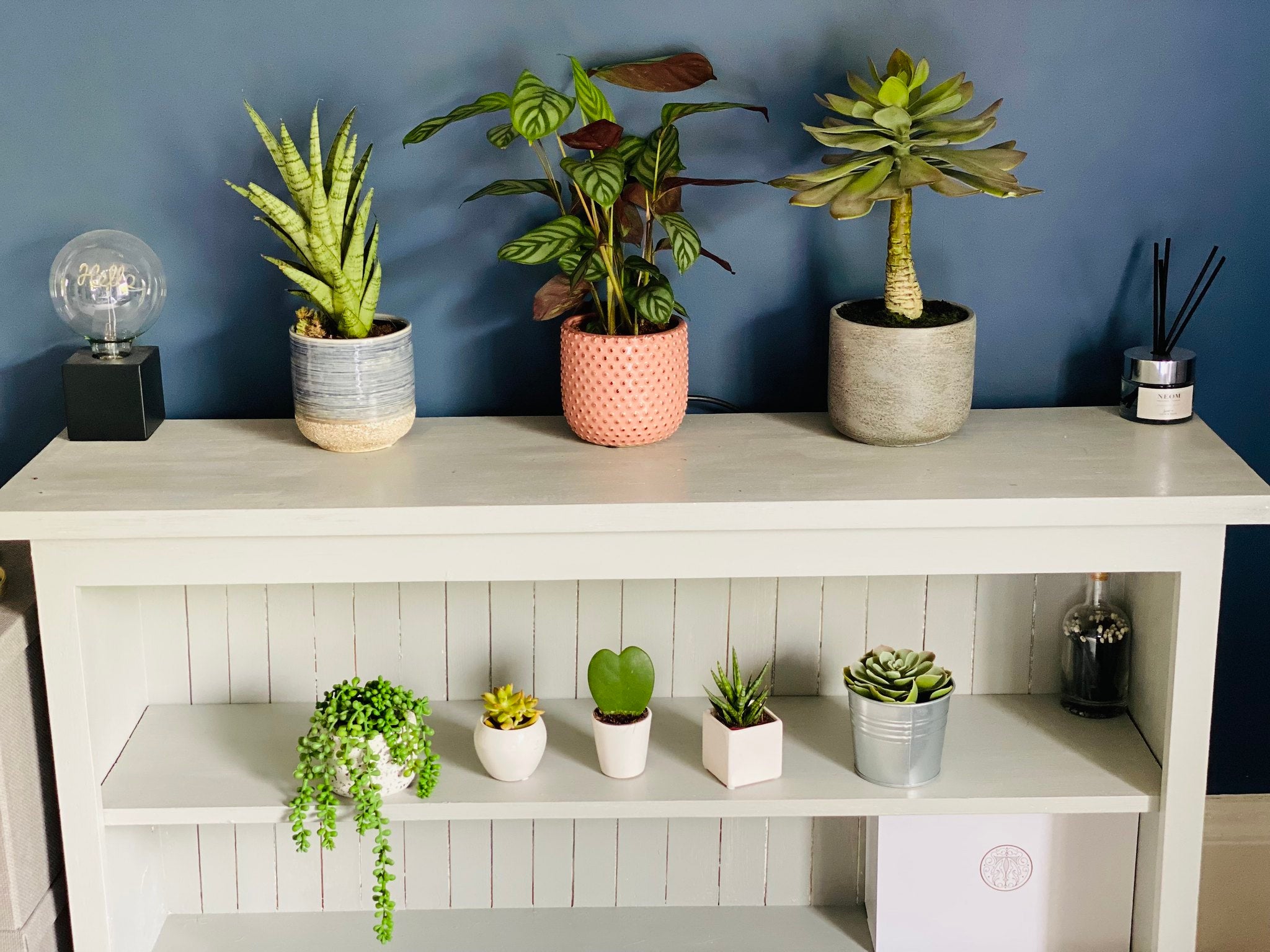 The Best House Plants For Your Home