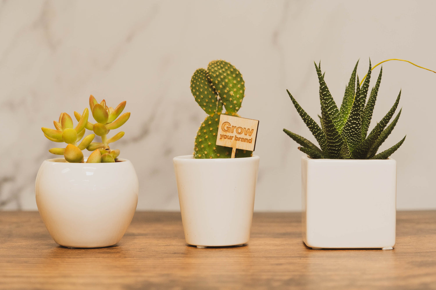 Honey I Killed the Cactus - The Ultimate Guide to Keeping Your Cacti Alive
