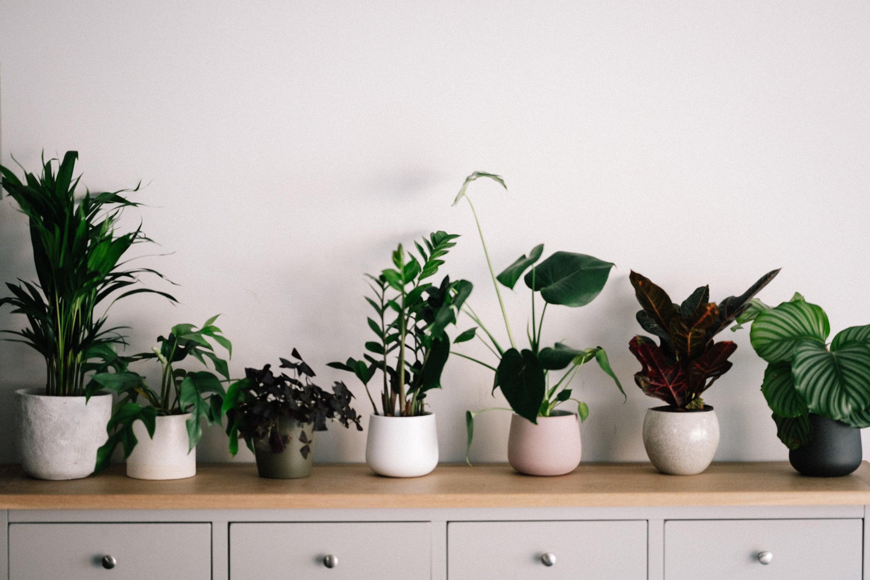 Low-Maintenance House Plants: The Easiest Plants to Keep Indoors
