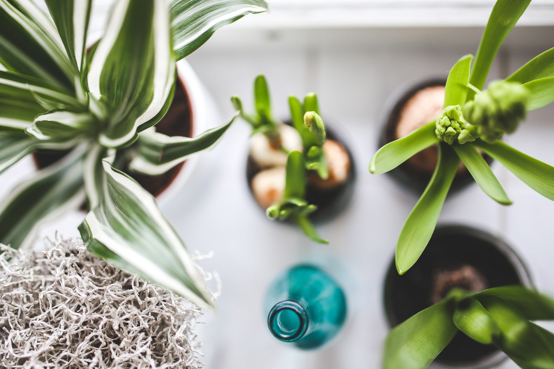 The 3 Best Indoor Plants for Beginners