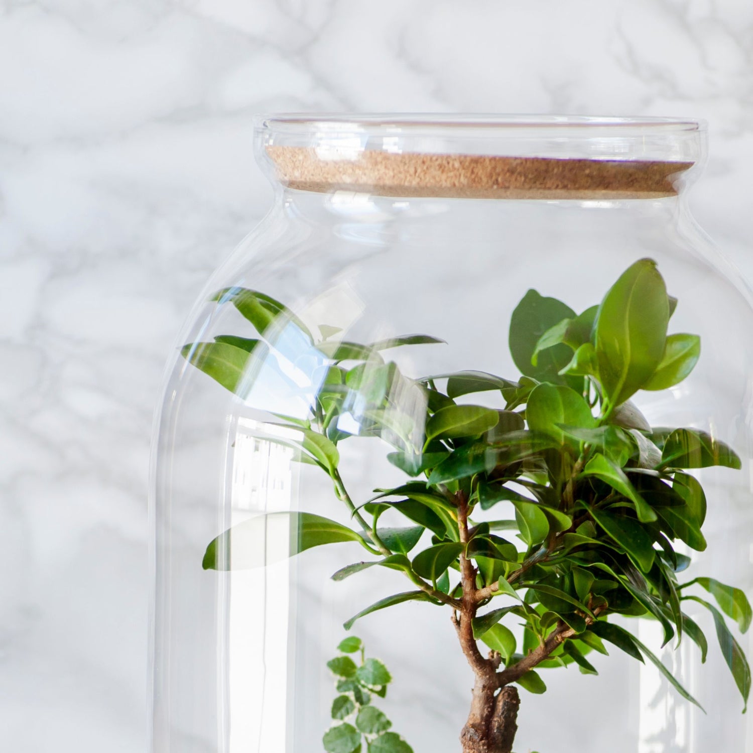 Closed/Sealed Terrariums