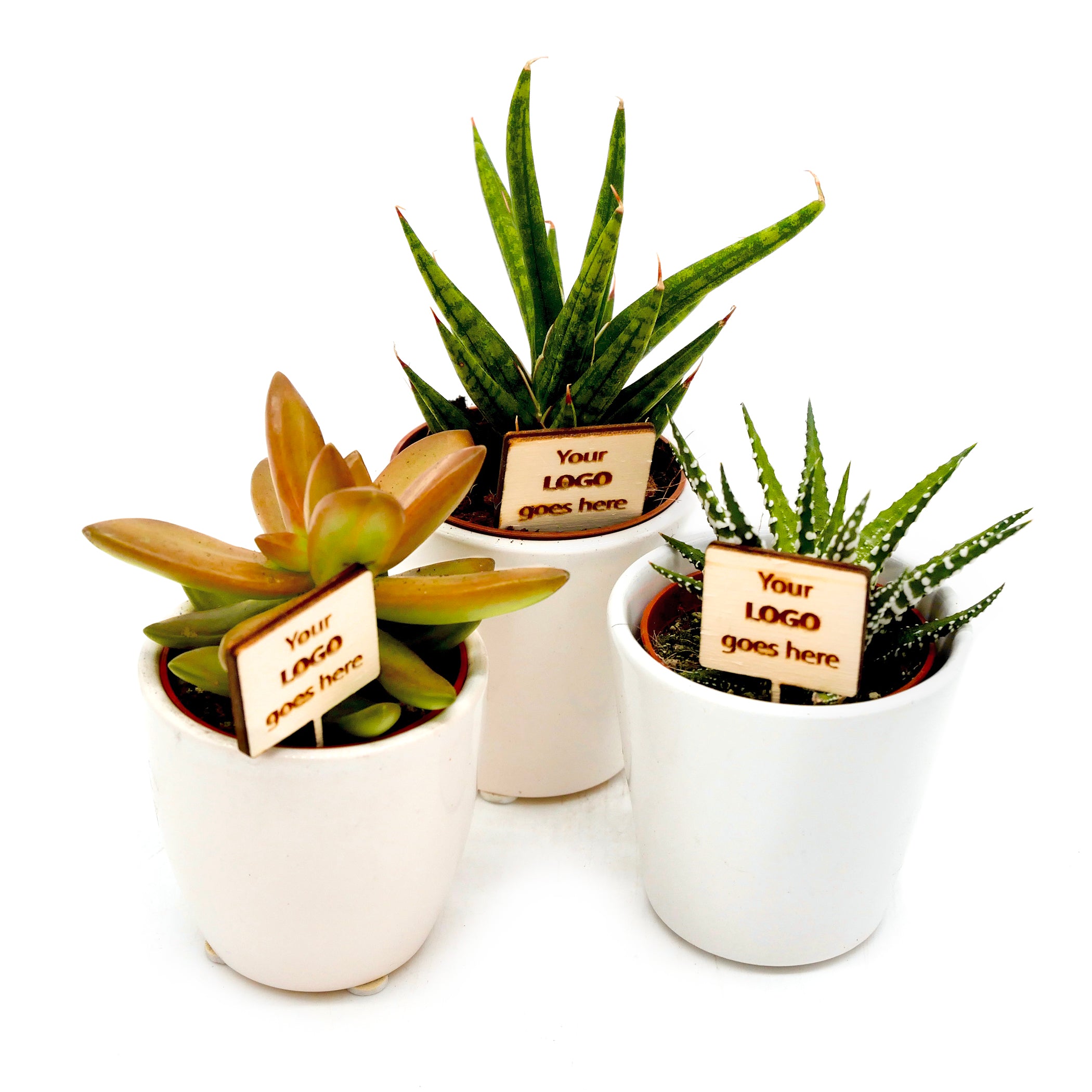 Amazon.com: 6 Pcs Succulent Pots Thank You Gift Ceramic Succulent Planters  with Bamboo Tray and Drainage Small Funny Plant Pots for Employee Coworker  Teacher Nurse Appreciation Gifts, Plants Not Included : Patio,