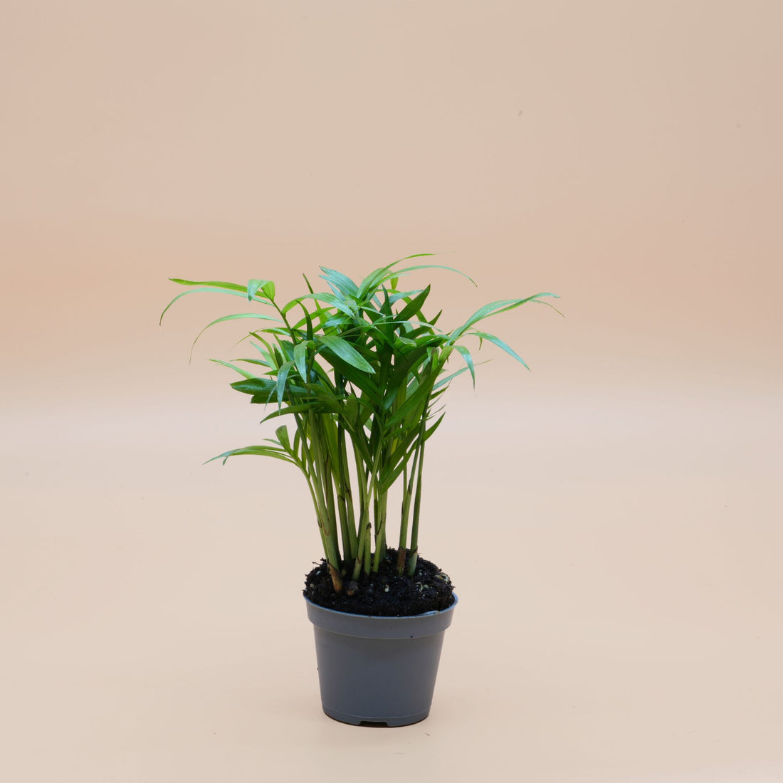 Chamaedorea Elegans ◦ Parlour Palm ◦ Terrarium Plant