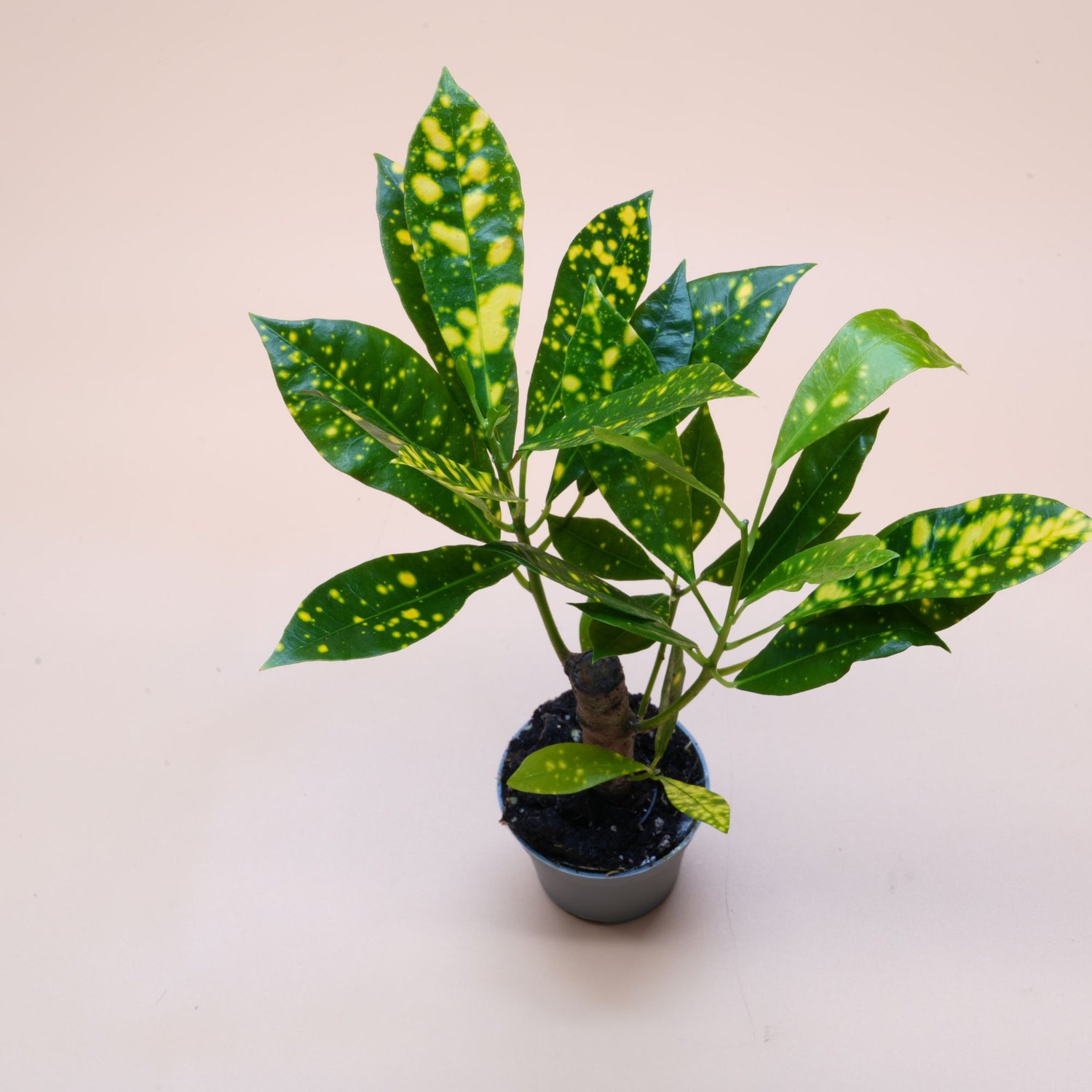 Codiaeum Aucubaefolia ◦ Croton Gold Dust ◦ Terrarium Plant