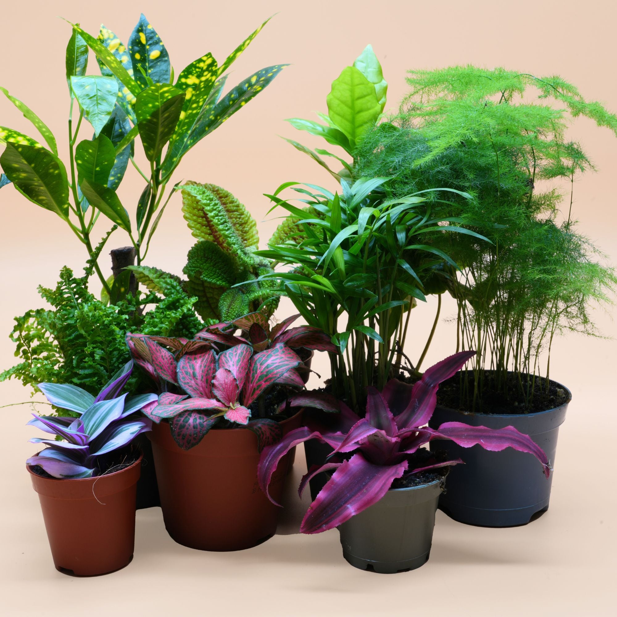 Terrarium Plants Mix for Closed Terrarium ◦ Random Selection