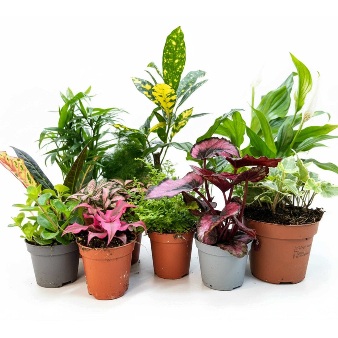 Set of plants for terrariums, colourful plant mix including Fittonia, fern, and palm varieties.