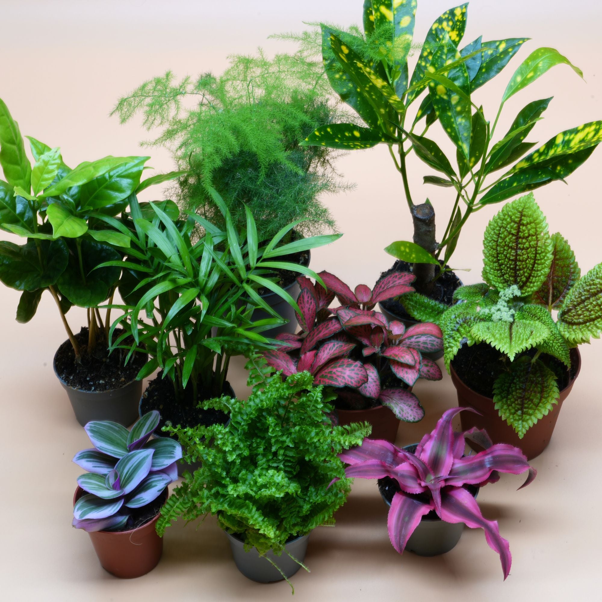 Terrarium Plants Mix for Closed Terrarium Random Selection