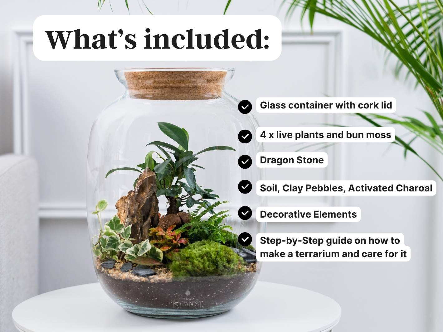bonsai tree terrarium DIY Bonsai Terrarium - Make Your Own Kit