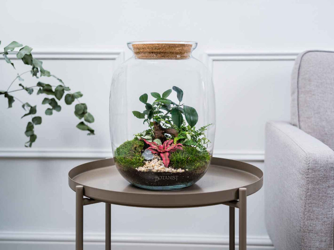 bonsai terrarium uk delivery