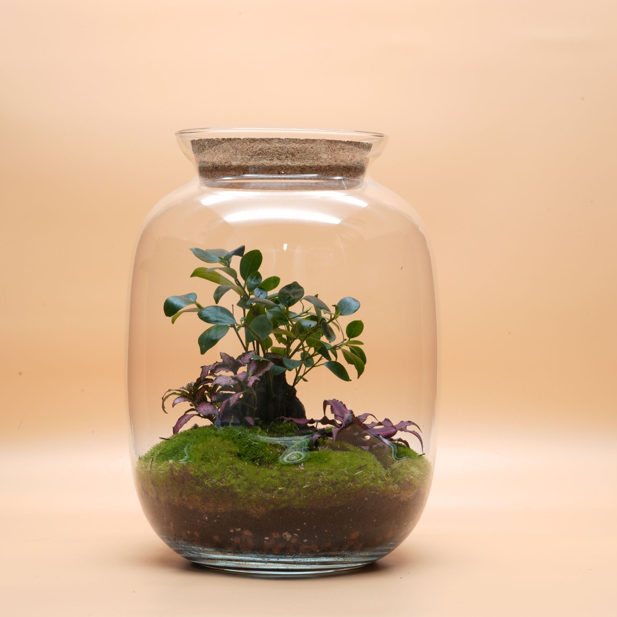 DIY Terrarium Kit with Bonsai Ginseng  ◦ Kew Gardens H: 32 cm