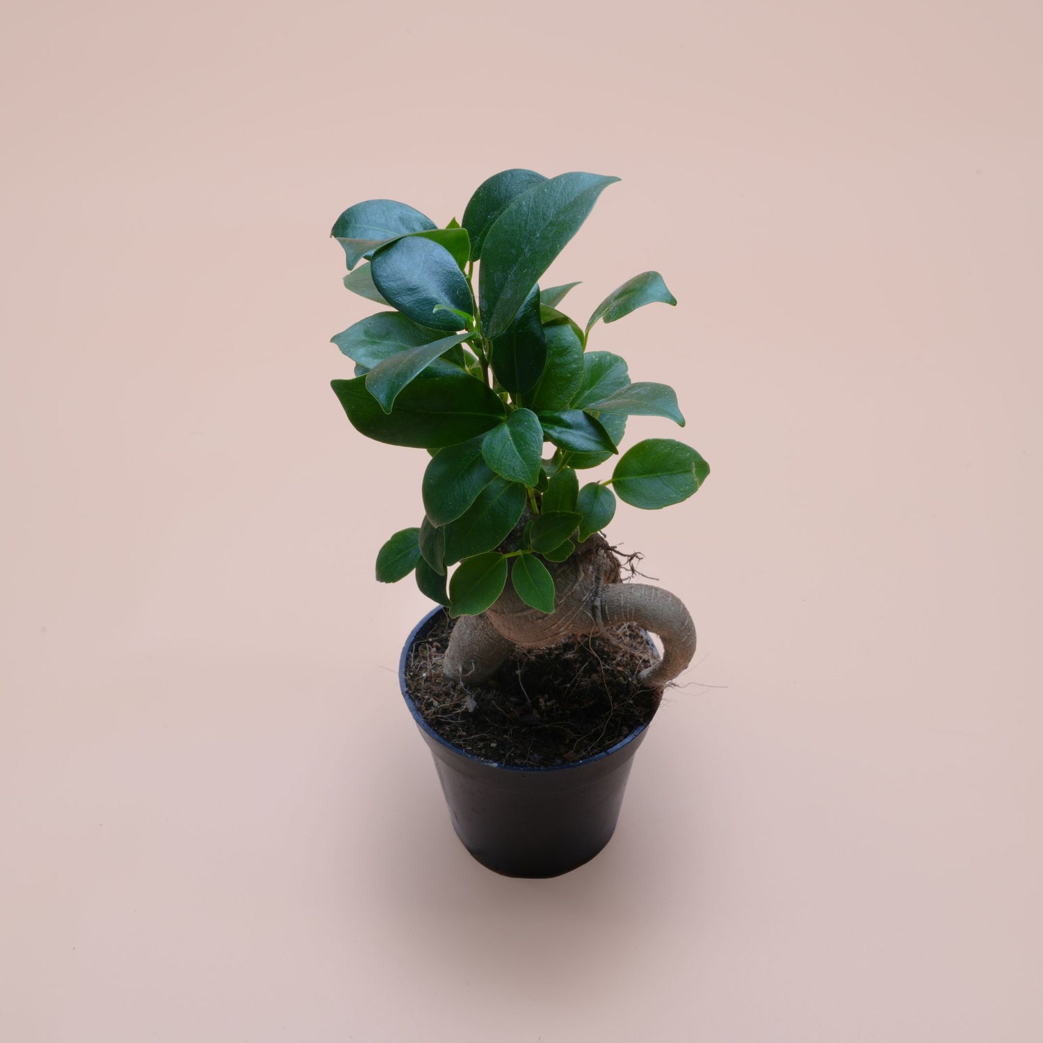 Ficus Ginseng ◦ Bonsai Ficus ◦ Terrarium Plant