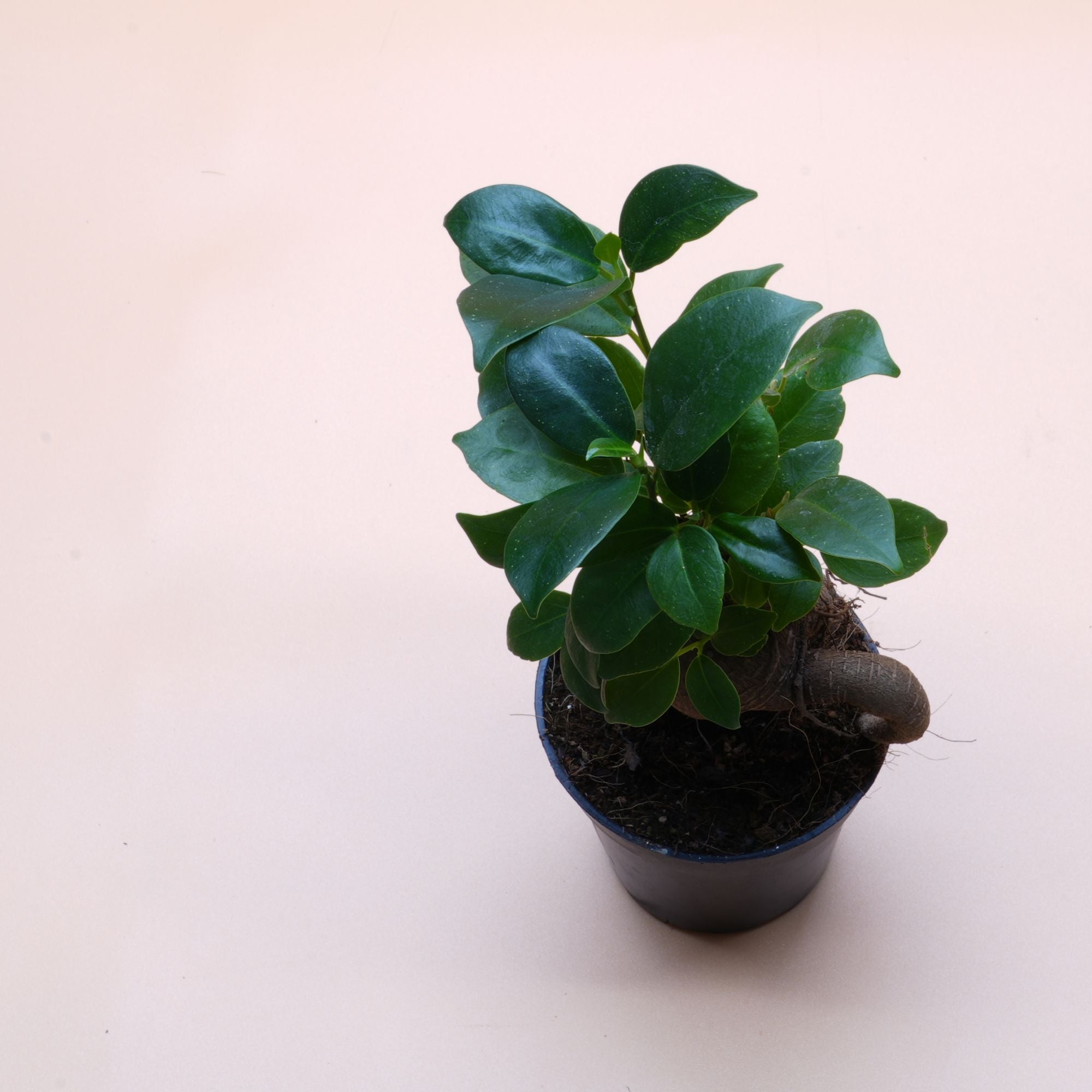 Ficus Ginseng ◦ Bonsai Ficus ◦ Terrarium Plant