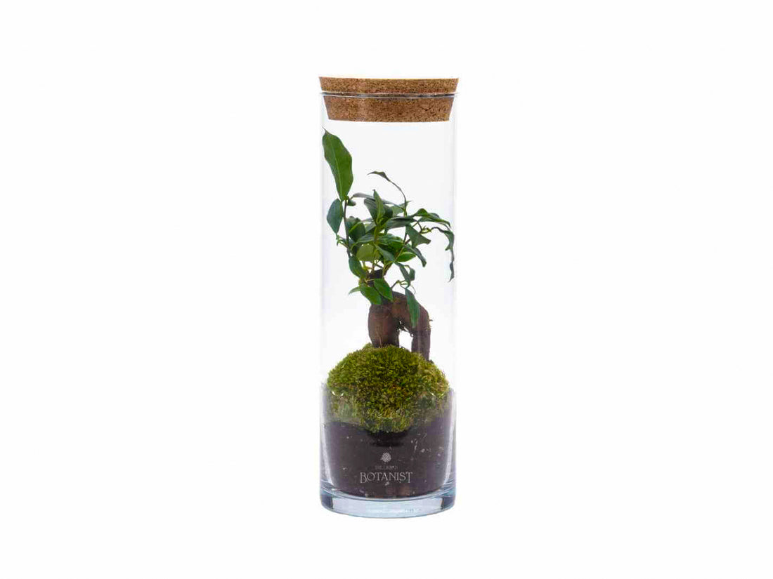 terrariums with light