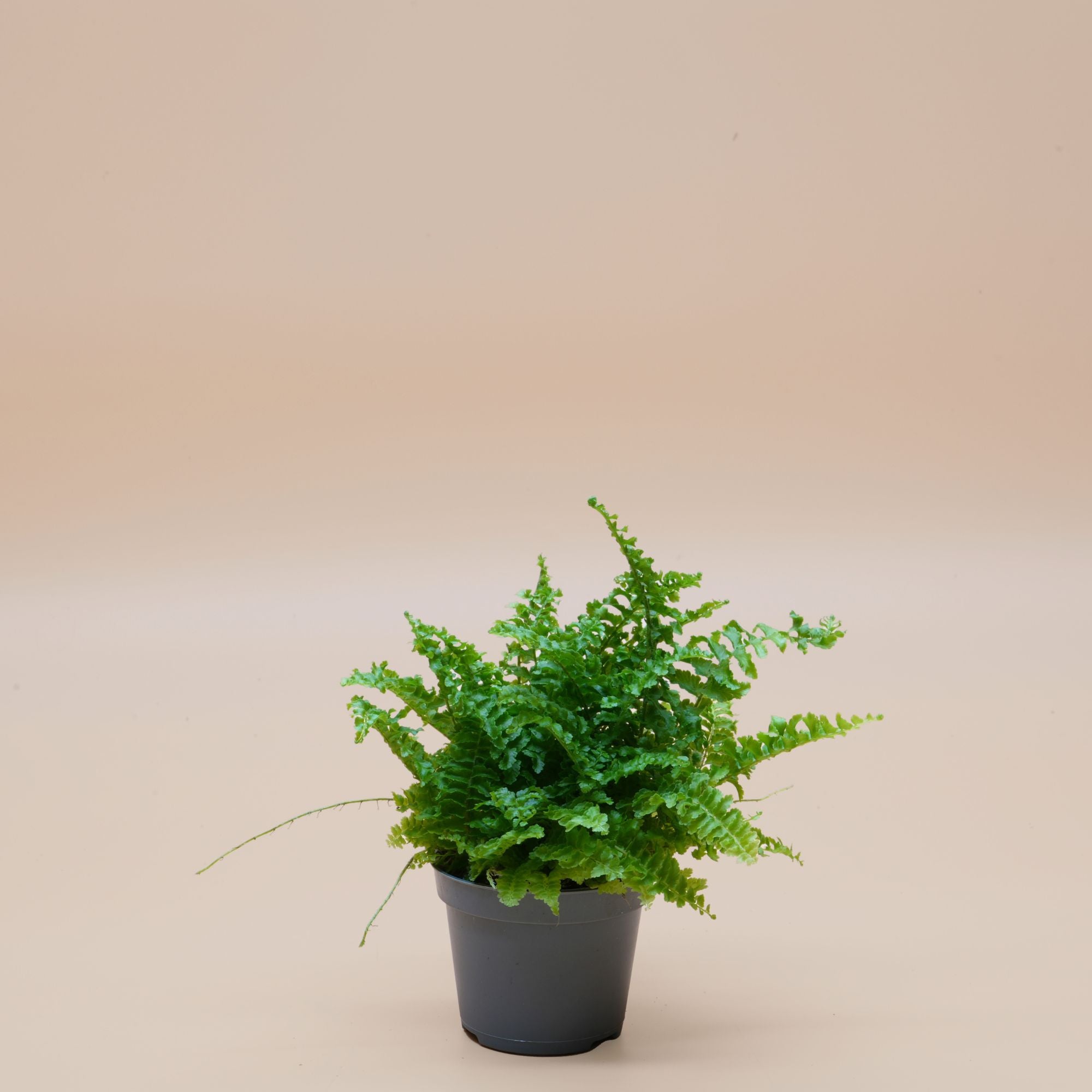 Nephrolepis Bostoniensis ◦ Boston Fern ◦ Terrarium Plant