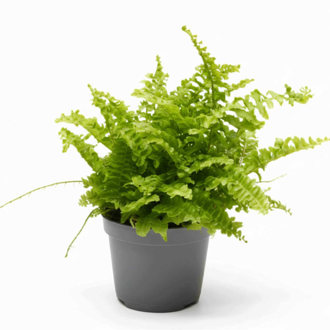 Boston Fern (Nephrolepis exaltata) with lush green fronds, popular indoor houseplant and terrarium plant.
