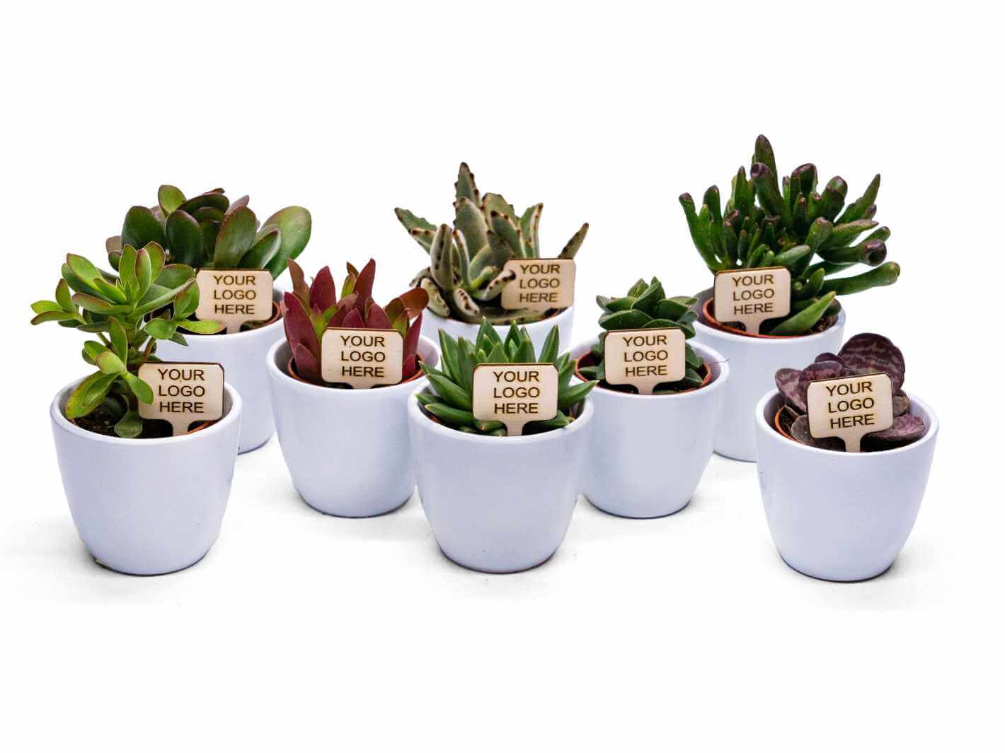 Branded_Succulents_Pots