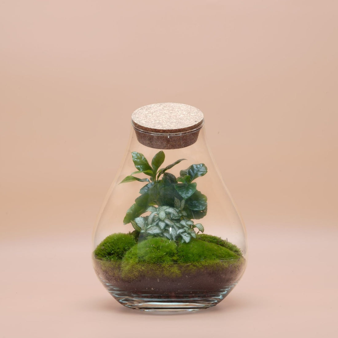 Ready-made terrarium ◦ Small Teardrop ◦ Baker Street H: 25 cm