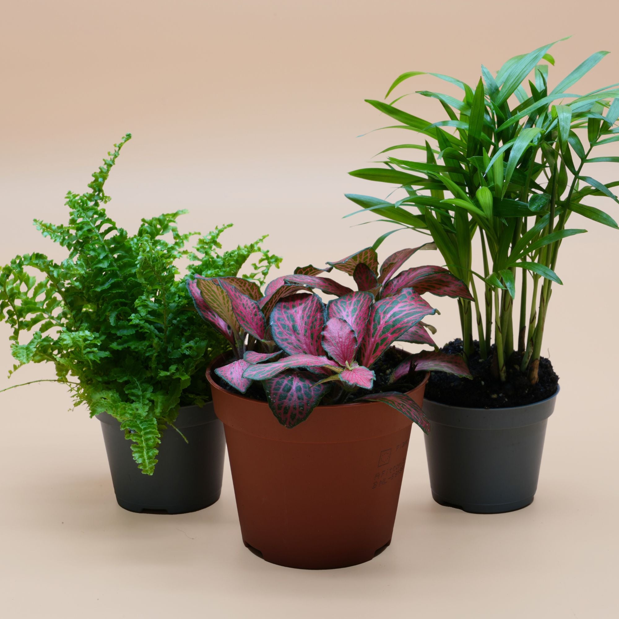 Terrarium Plants Mix for Closed Terrarium ◦ Random Selection