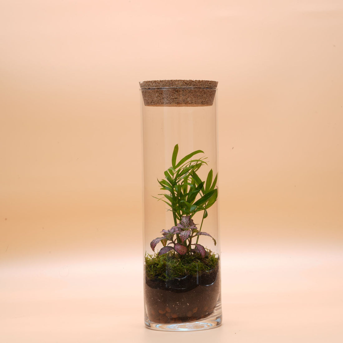 Ready-made terrarium ◦ Covent Garden H: 30 cm