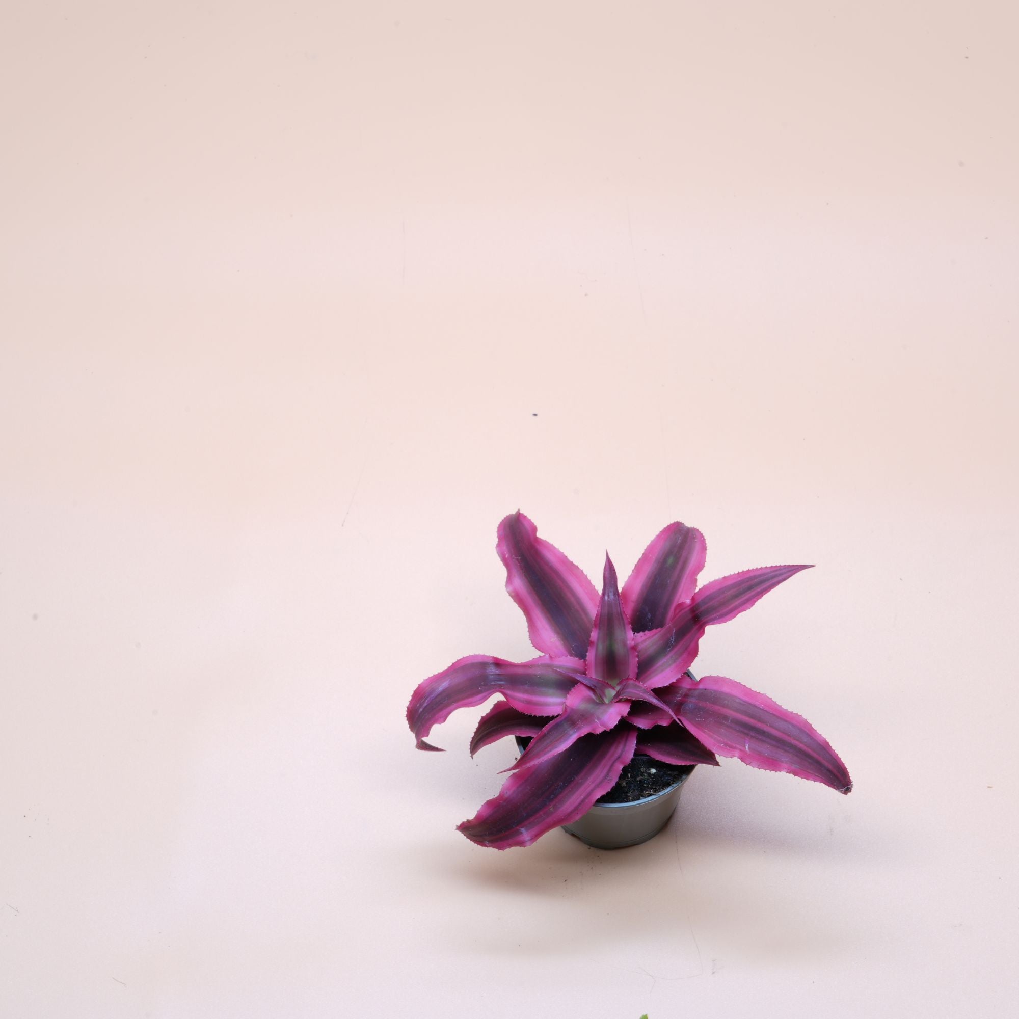 Cryptanthus Bromeliads ◦ Earth Star ◦ Terrarium Plant