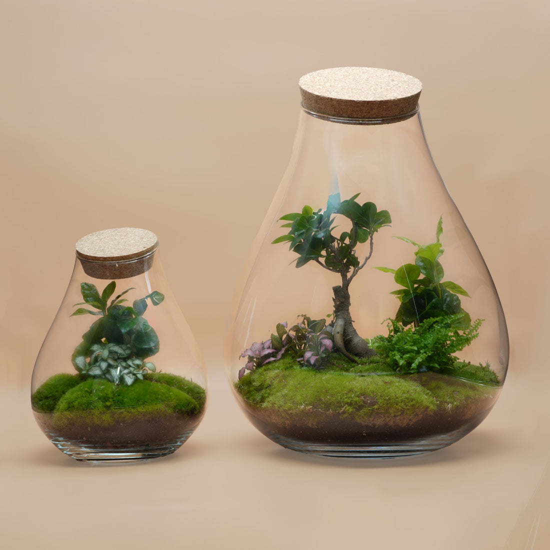 Duo Ready-made terrariums ◦ Baker Street &amp; Westminister H: 25 cm &amp; H: 43 cm