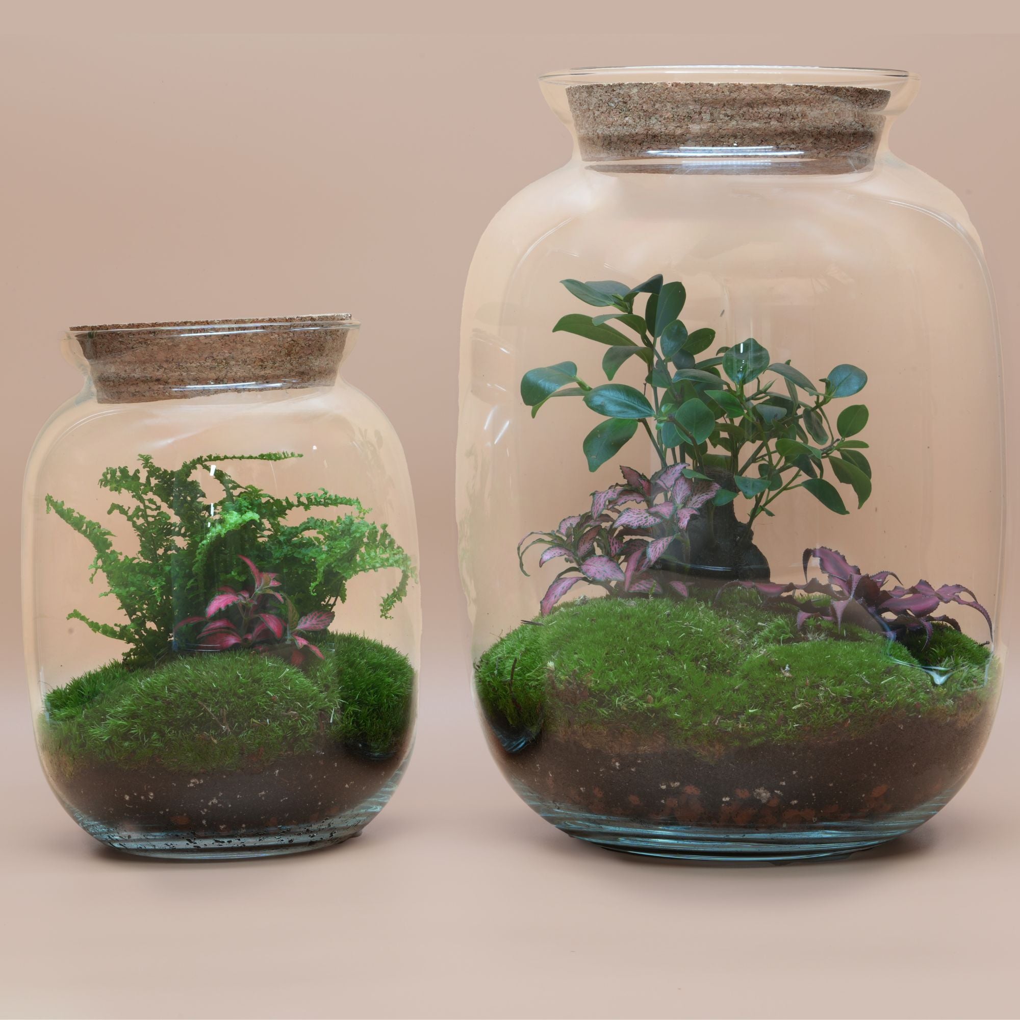 Duo Ready-made terrariums ◦ Oxford Circus &amp; Marble Arch H: 22 cm &amp;H: 32 cm