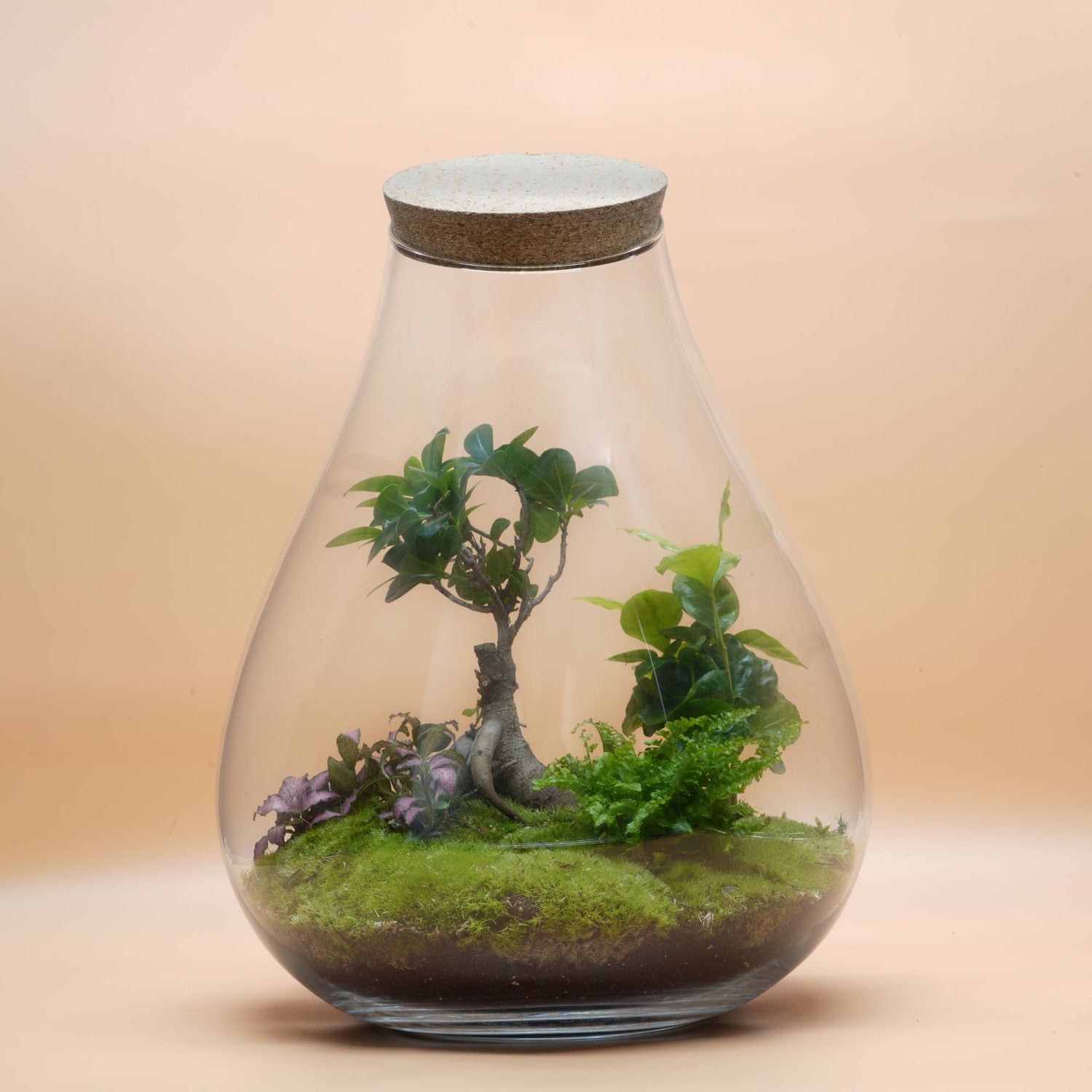DIY Terrarium Kit with Bonsai Tree ◦ Chelsea H: 43 cm
