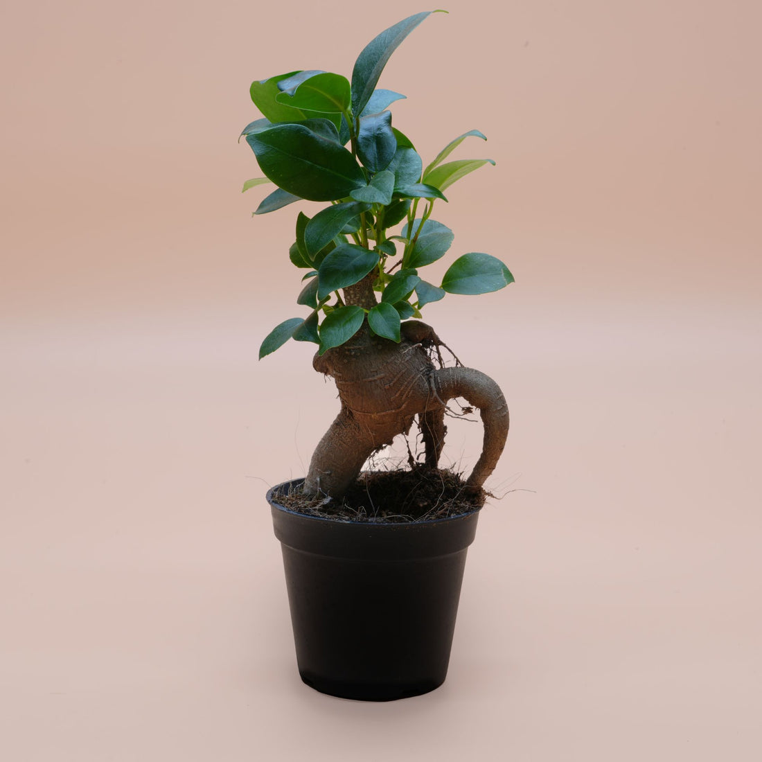 Ficus Ginseng ◦ Bonsai Ficus ◦ Terrarium Plant