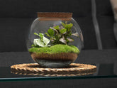 fishbowl terrarium with live plants