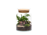 pre-planted terrarium