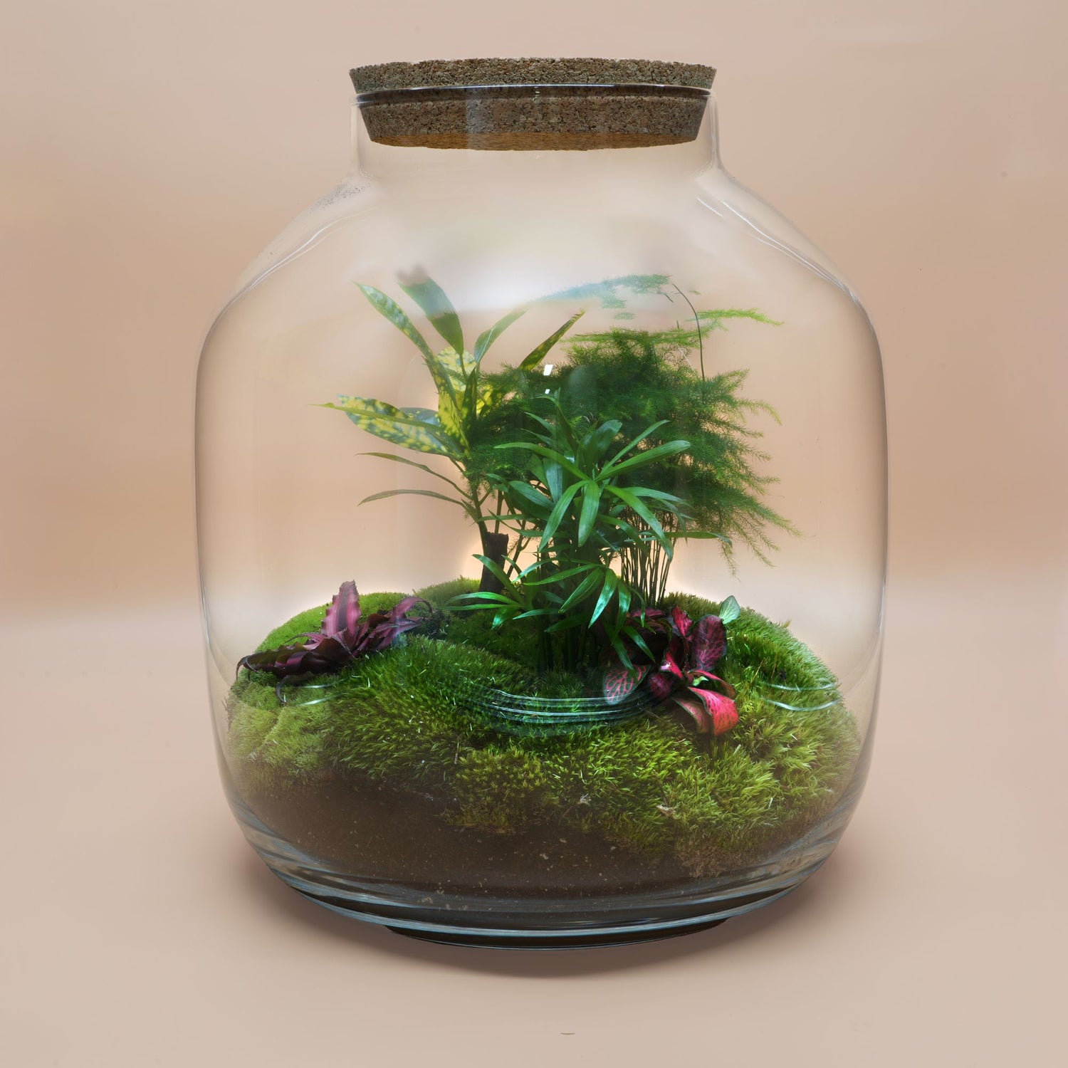 Ready-made terrarium ◦ Grande ecosystem ◦ Kensington H:38 cm