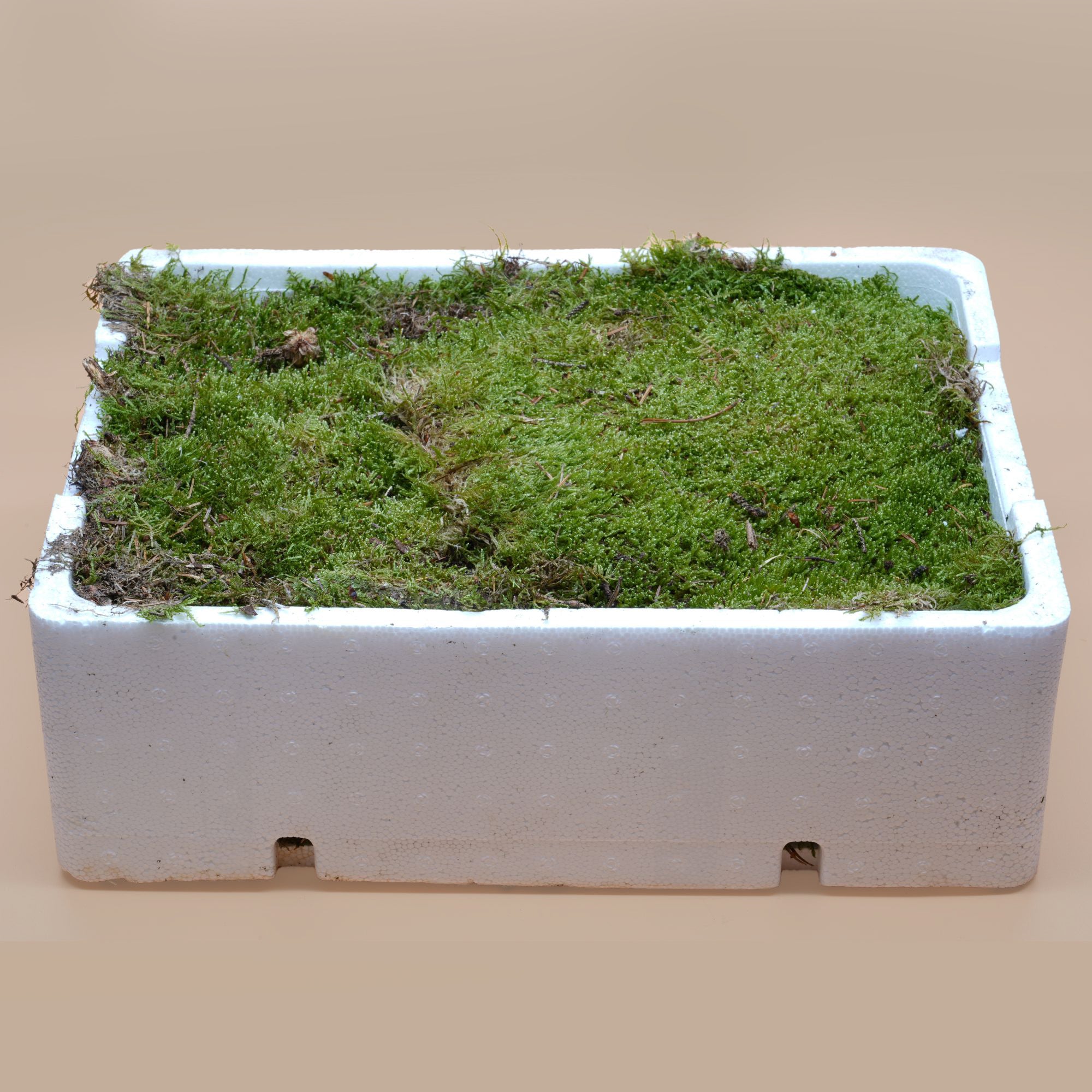 Carpet Moss for Closed Terrariums