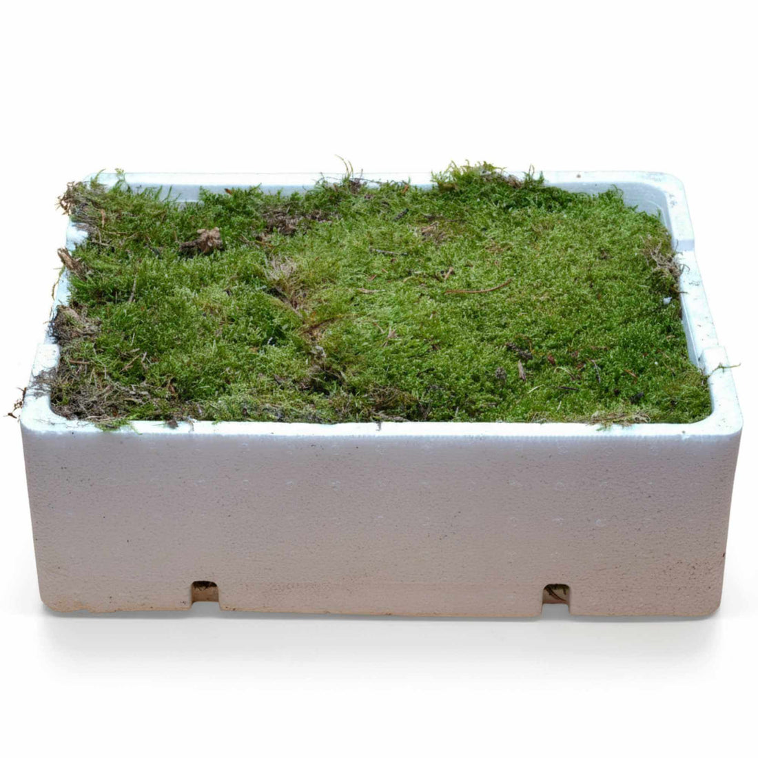A full tray of dense green Carpet Moss for closed terrariums.