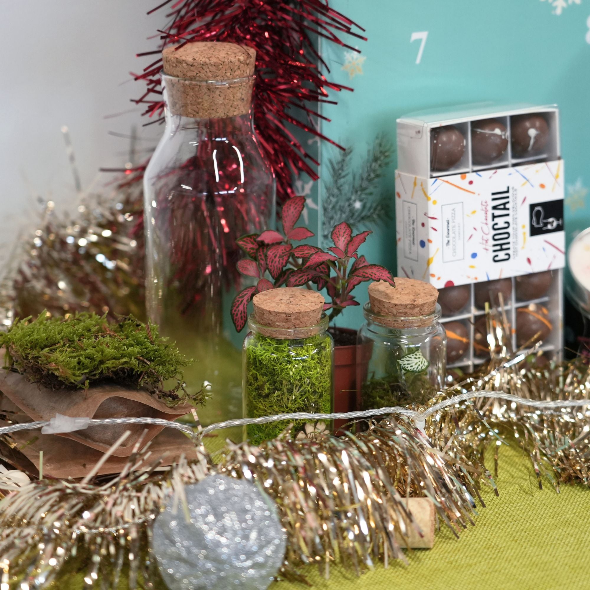 LIMITED EDITION The Urban Botanist Plant Advent Calendar