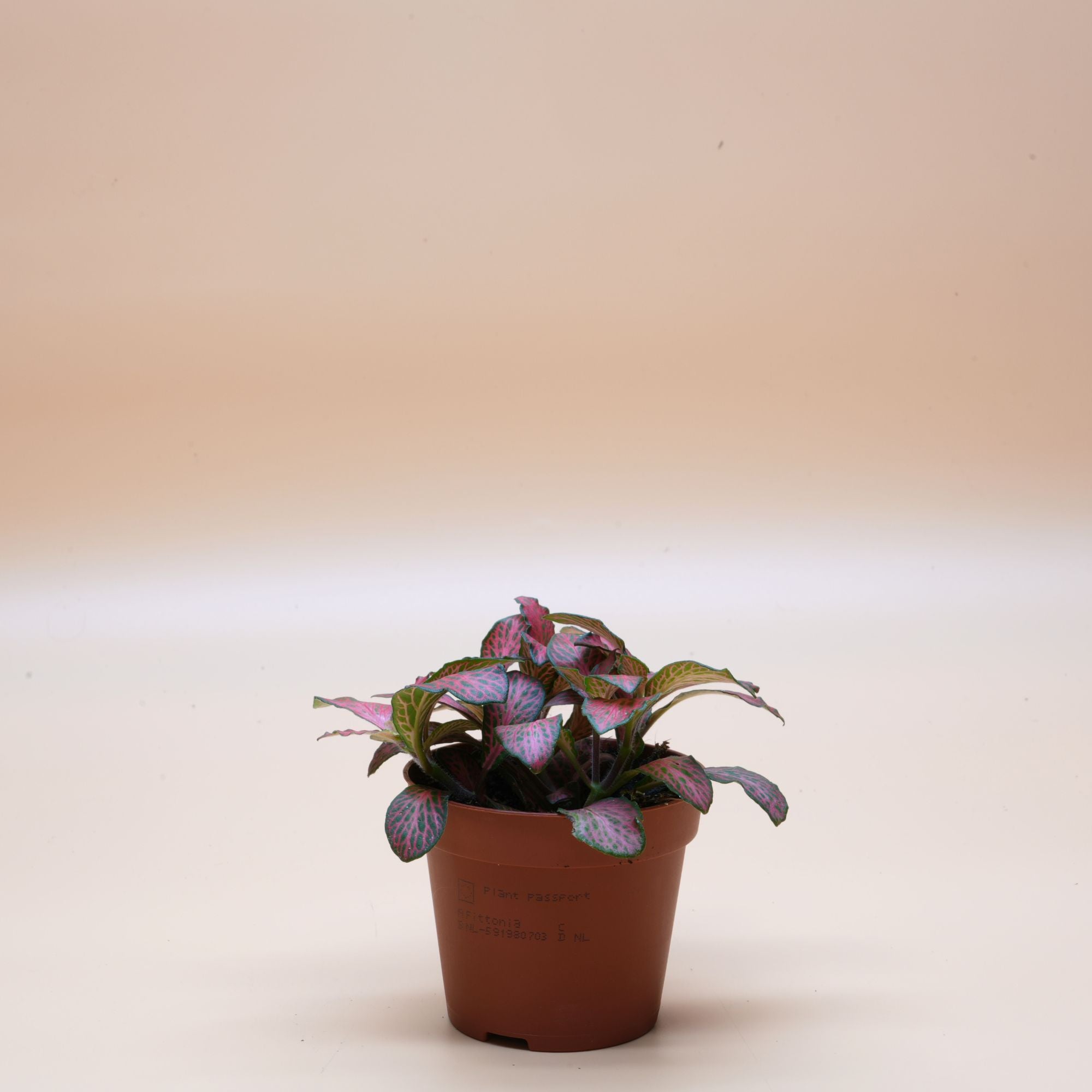 Nerve Plant ◦ Red Fittonia ◦ Terrarium Plant