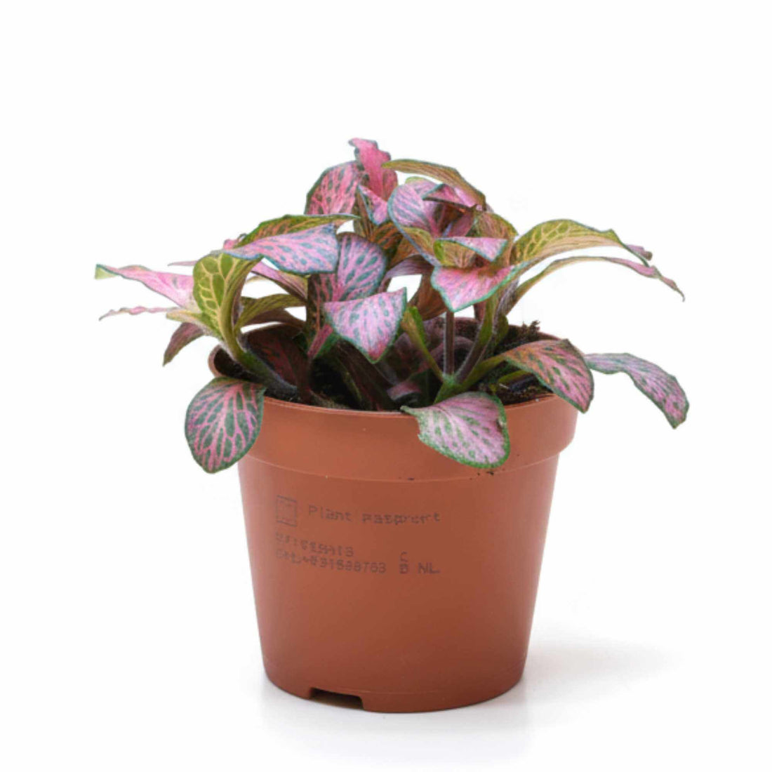 Fittonia nerve plant with pink patterned leaves, colourful indoor plant and terrarium favourite