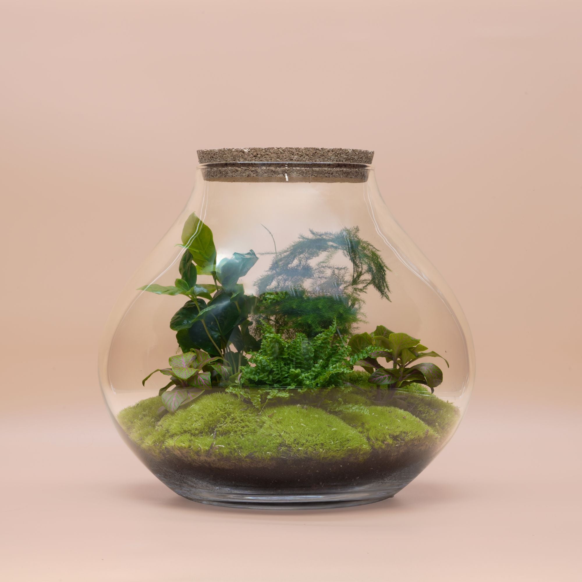 Ready-made terrarium ◦ Limited Edition Secret Garden ◦ Green Park H: 31 cm