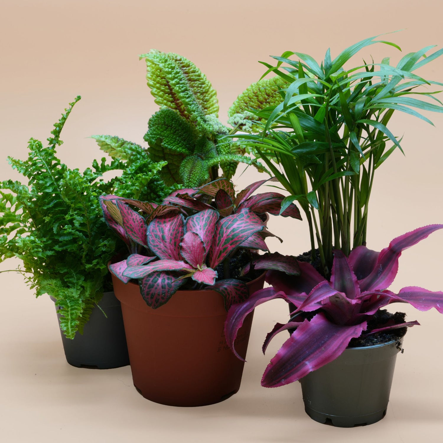 Terrarium Plants Mix for Closed Terrarium ◦ Random Selection