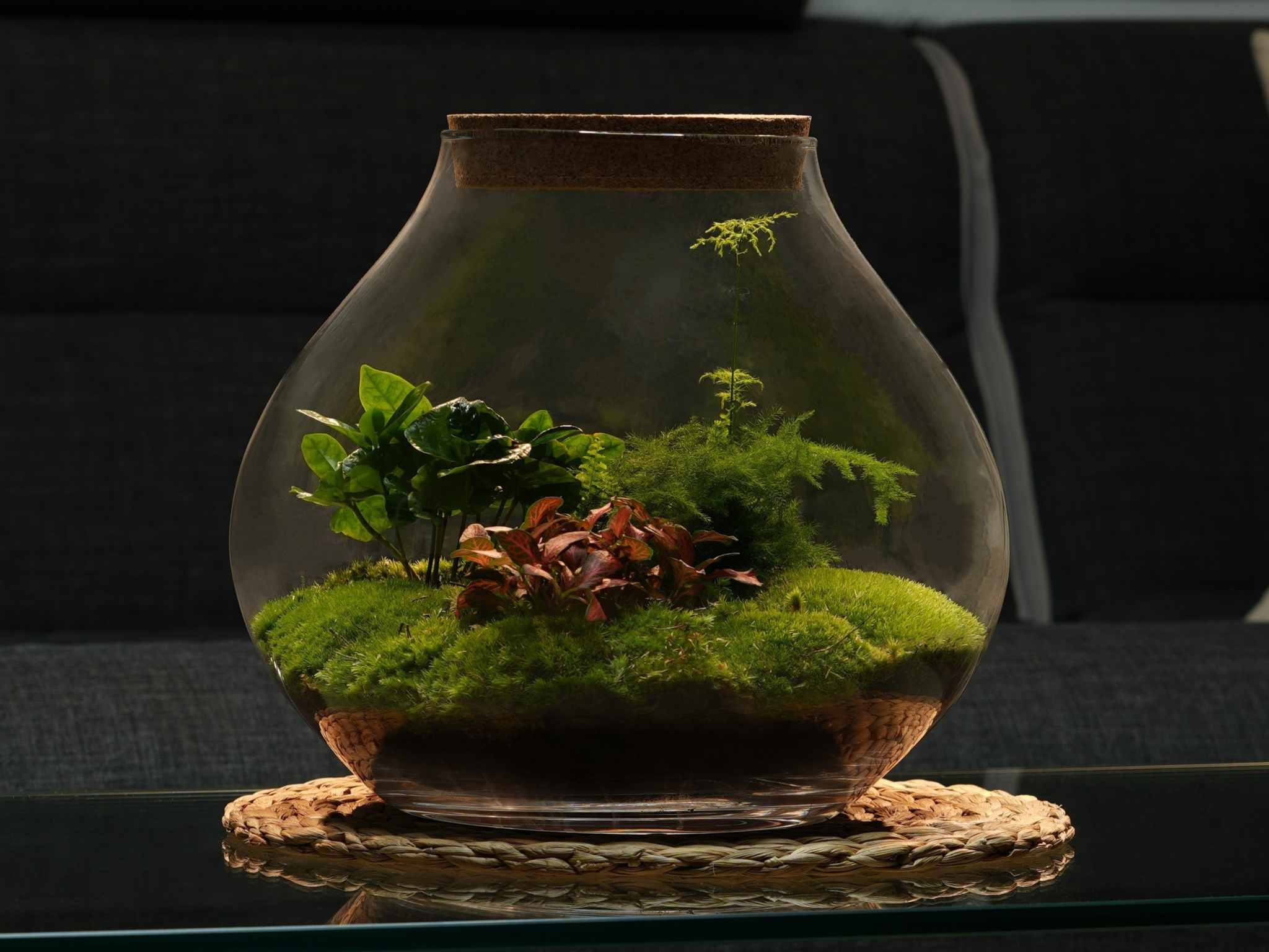 Terrarium à globe de verre de l'Urban Botanist