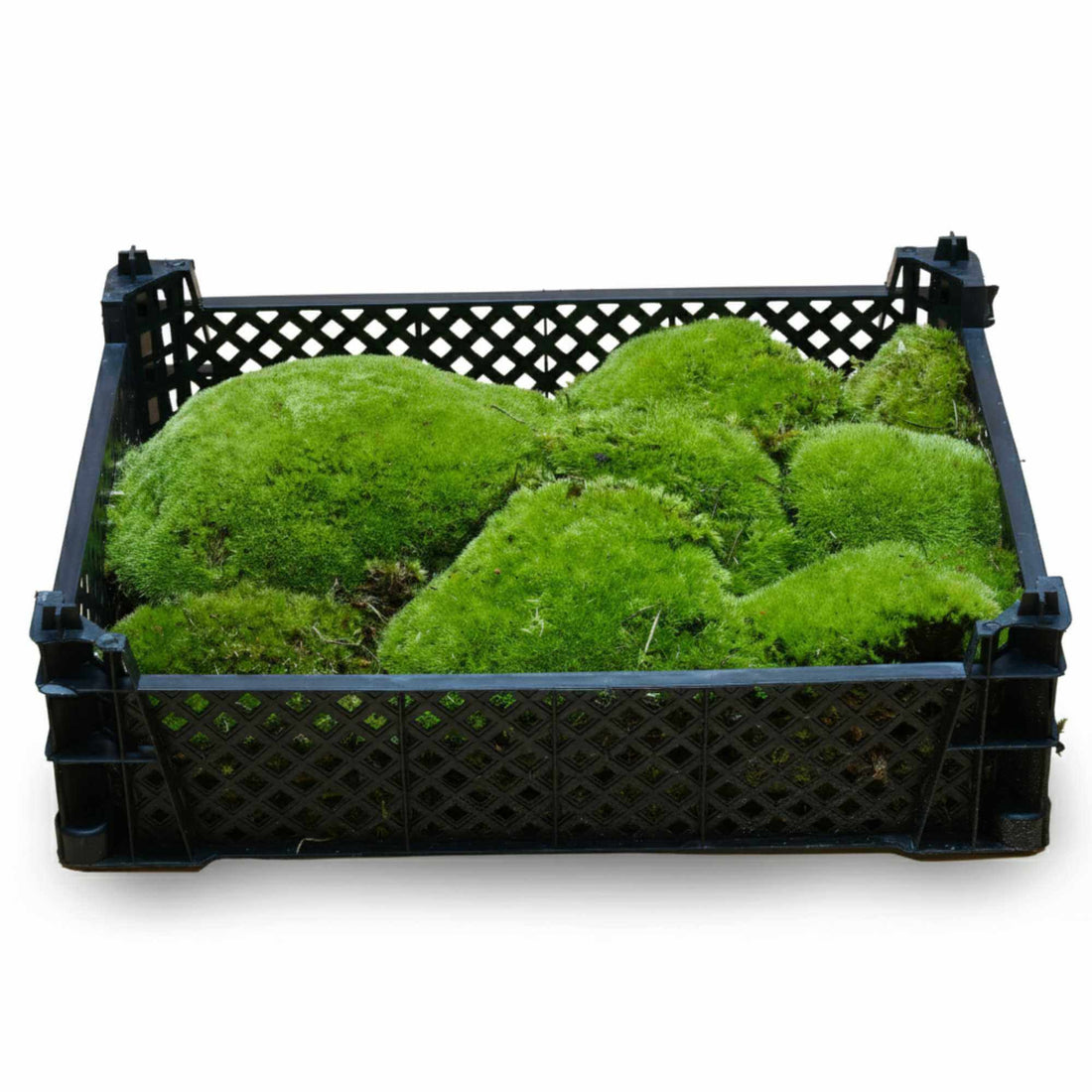 Bun Moss for Closed Terrariums ◦ Various Sizes