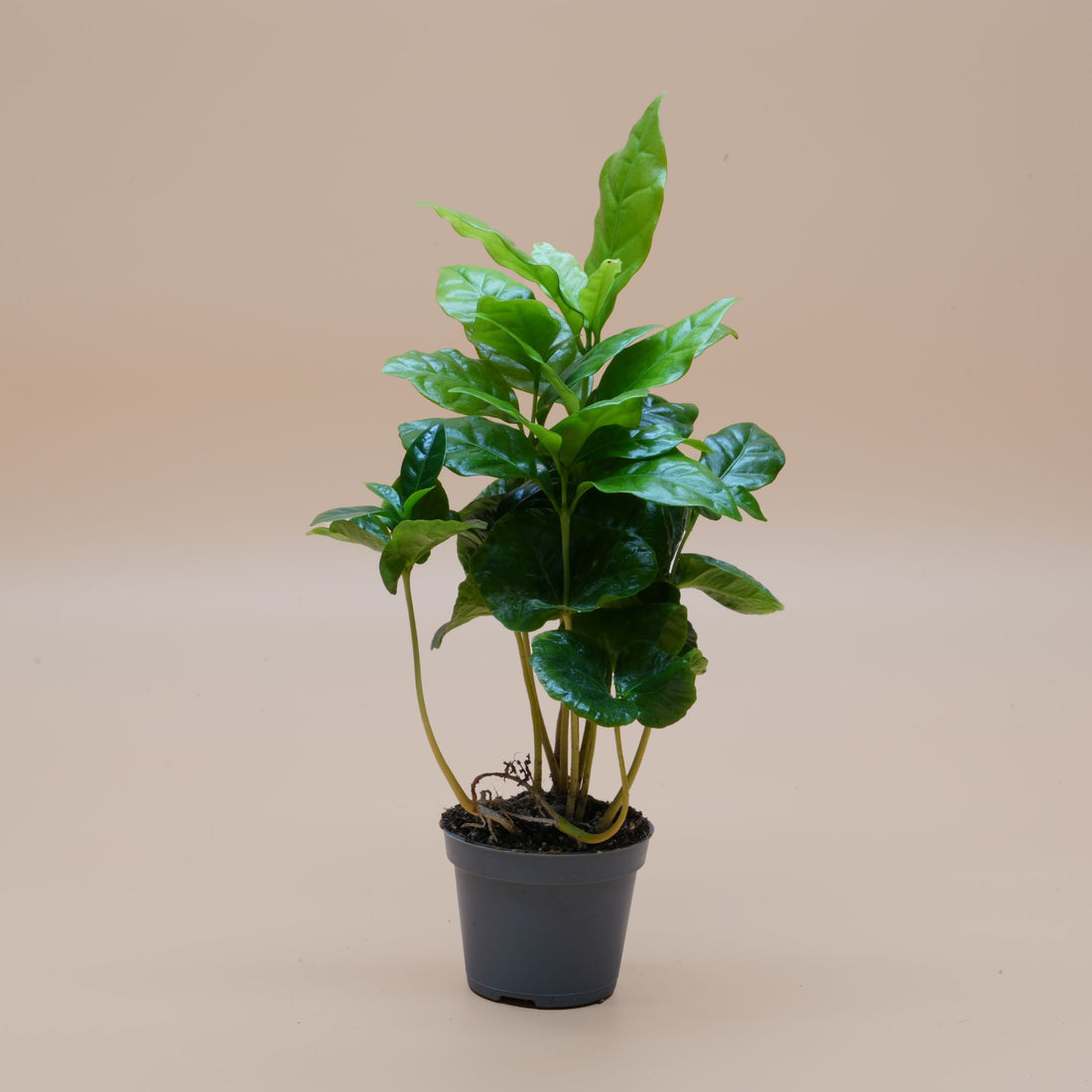 Coffea Arabica ◦ Arabian Coffee Plant ◦ Terrarium Plant