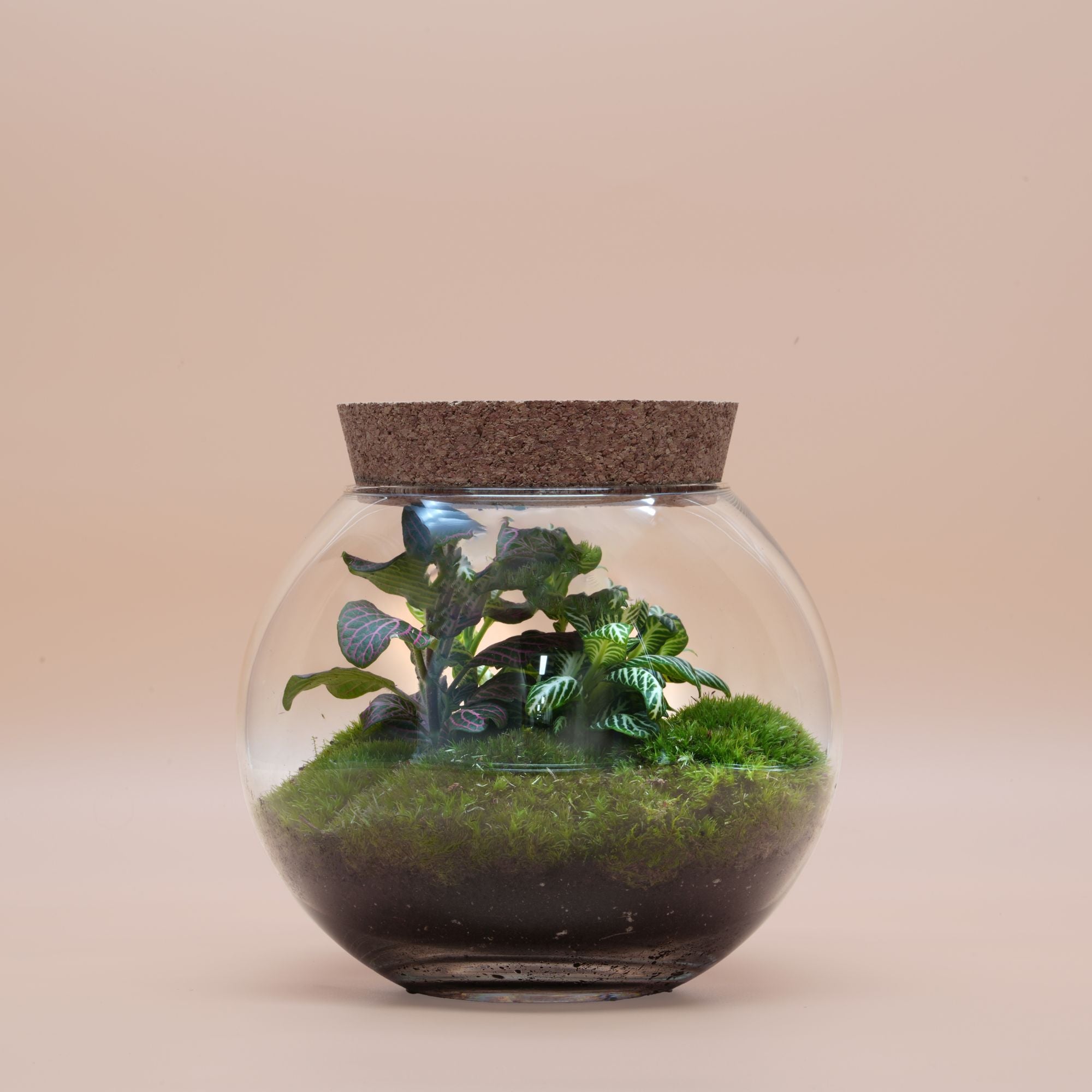 Ready-made terrarium ◦ Earl&
