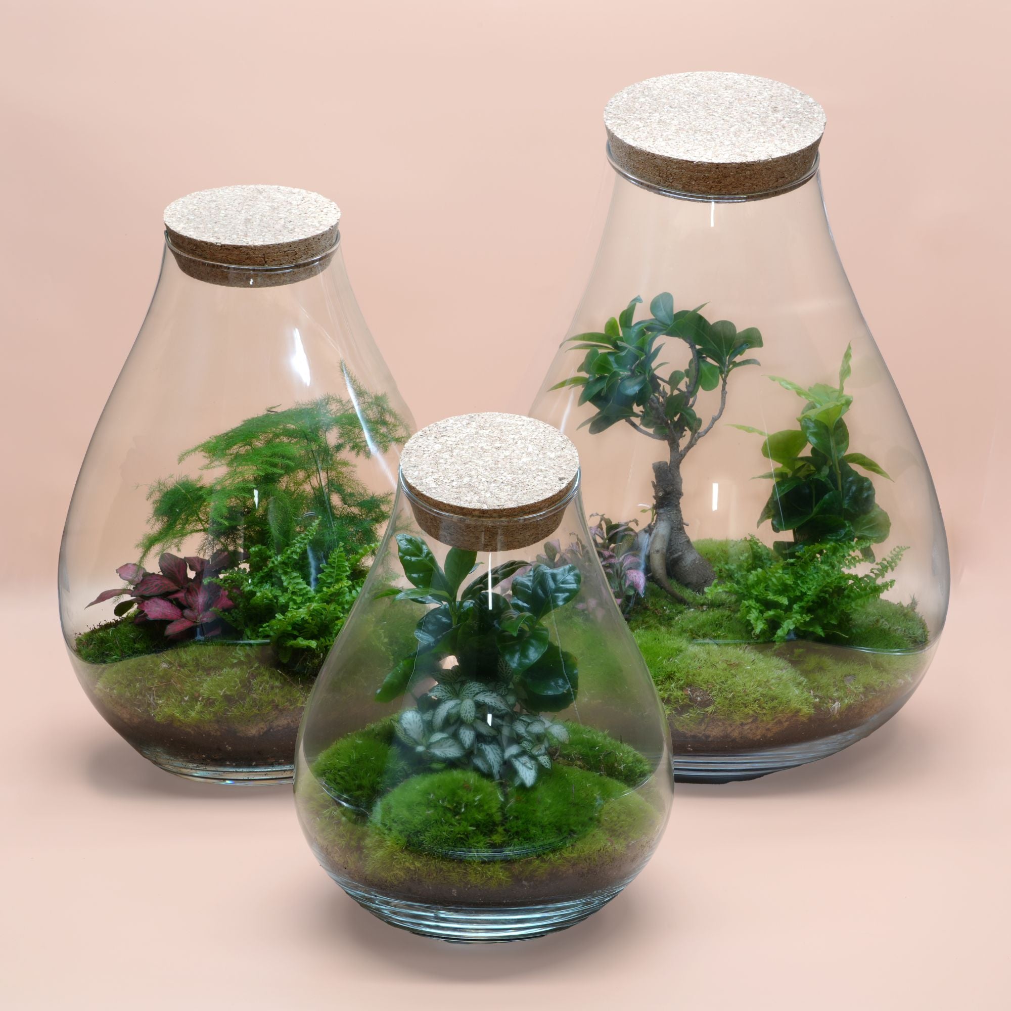 Trio Ready-made terrariums ◦ Baker Street, Bond Street &amp; Westminister H: 25 cm, H: 37 cm &amp; H: 43 cm