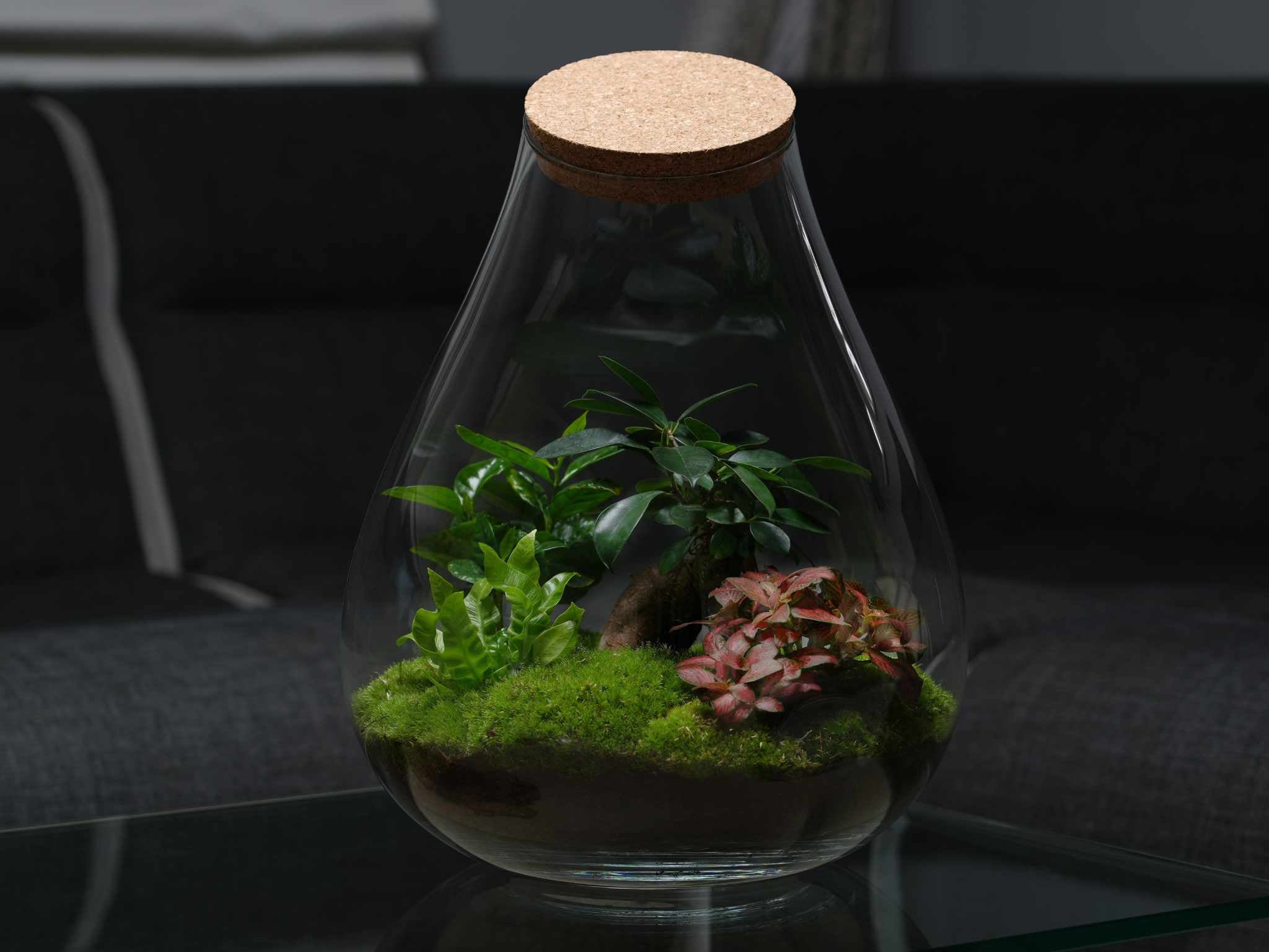 Extra Large Closed Terrarium KIT DIY The Urban Botanist