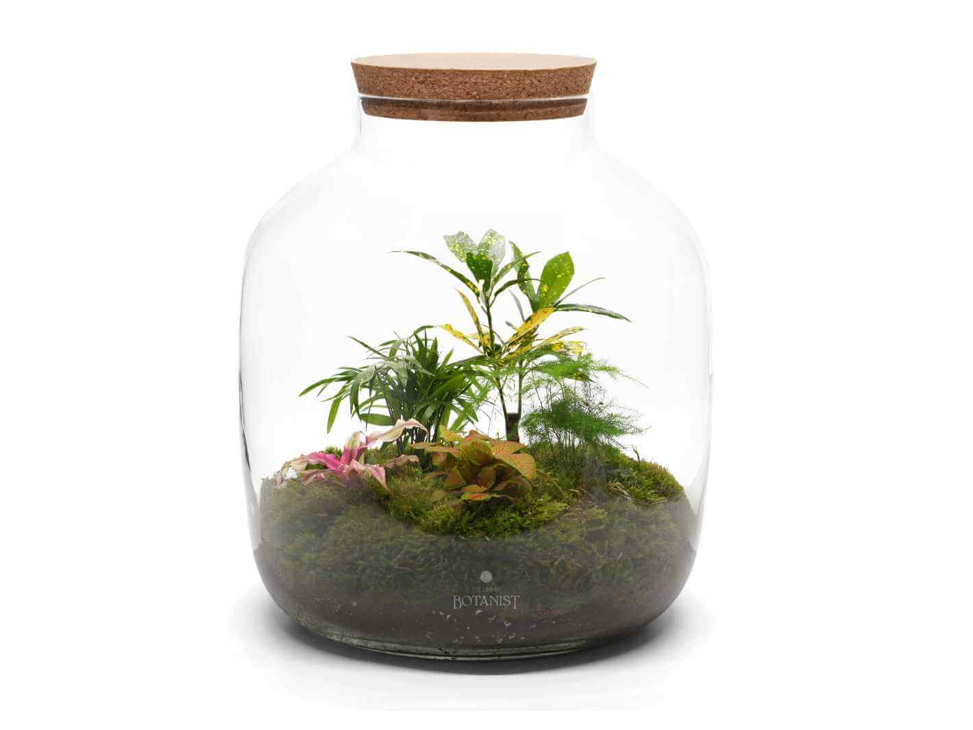 XL Terrarium with Glass and Plants