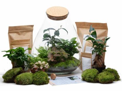 XL_terrarium_set_with_Bonsai_Ginsseng