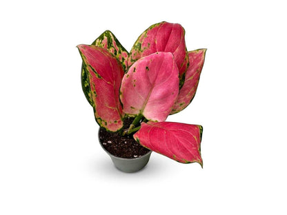 Aglaonema Red Valentine as a houseplant