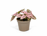 Hypoestes Phyllostachya Polka Dot Plant with red pink and white spotted leaves